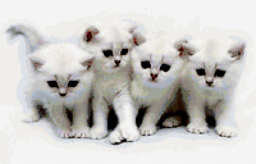 белые котятки - кот, котята, животные - предпросмотр