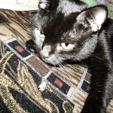 Схема вышивки «Тимошка»