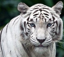 Схема вышивки «Белый тигр»