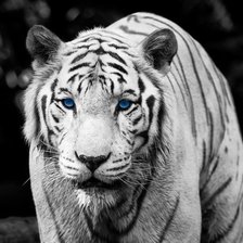 Схема вышивки «Белый тигр»