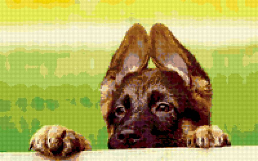 Овчарка - овчарка, собака - предпросмотр