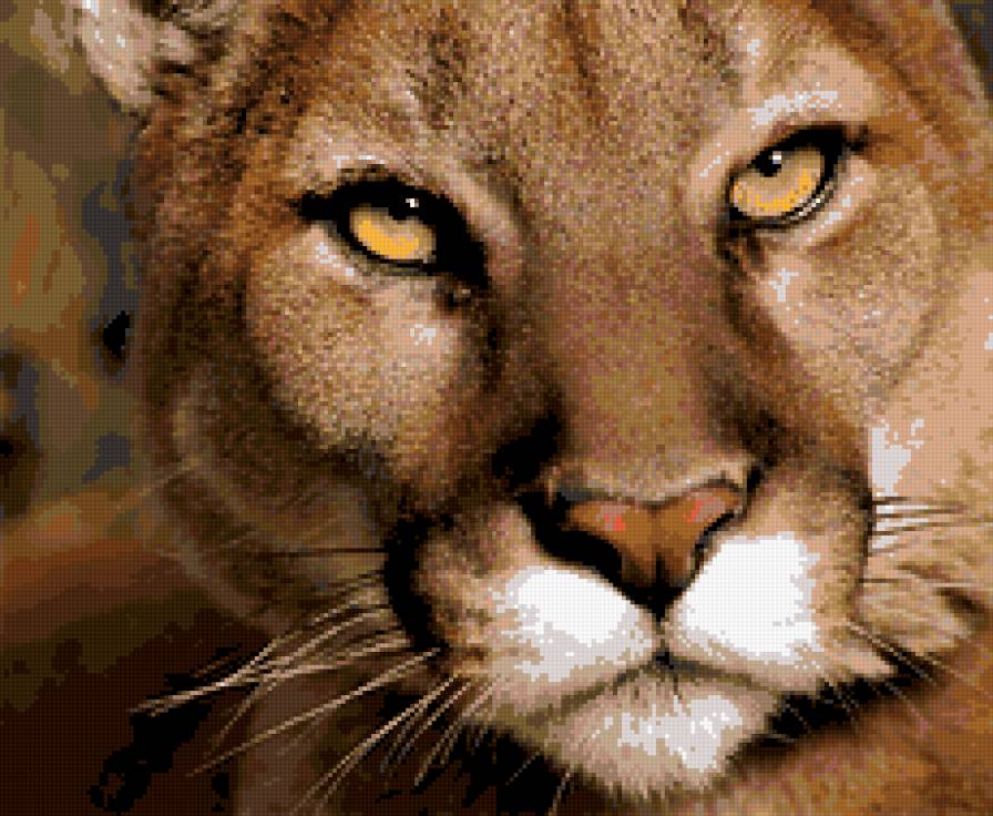 Мордочка пумы - пума, животные - предпросмотр