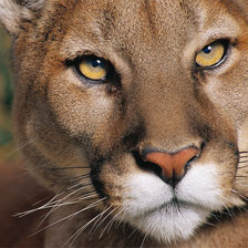 Схема вышивки «Мордочка пумы»