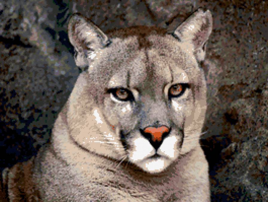 Пума - животные, пума - предпросмотр