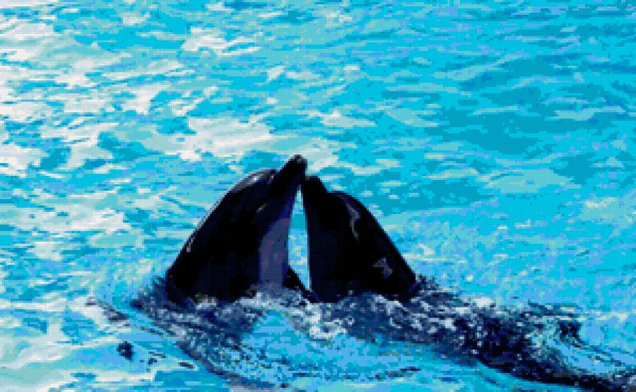 Дельфины - дельфины - предпросмотр