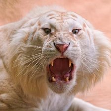 Схема вышивки «Золотой тигр»