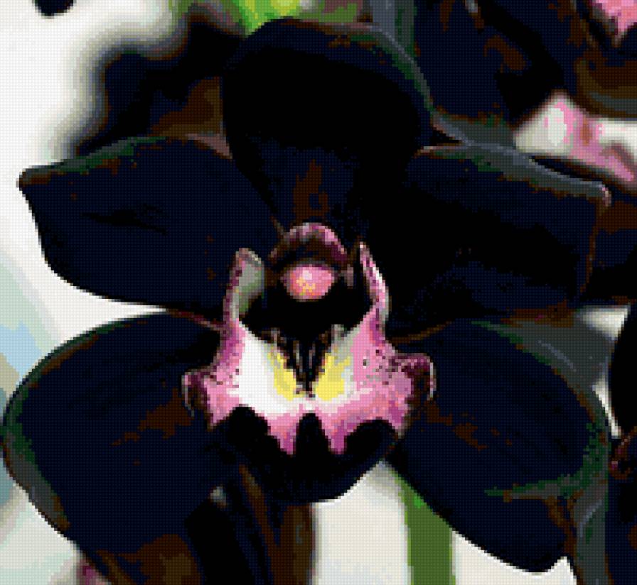 Черная орхидея - орхидеи, цветы - предпросмотр