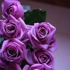 Схема вышивки «Розы»