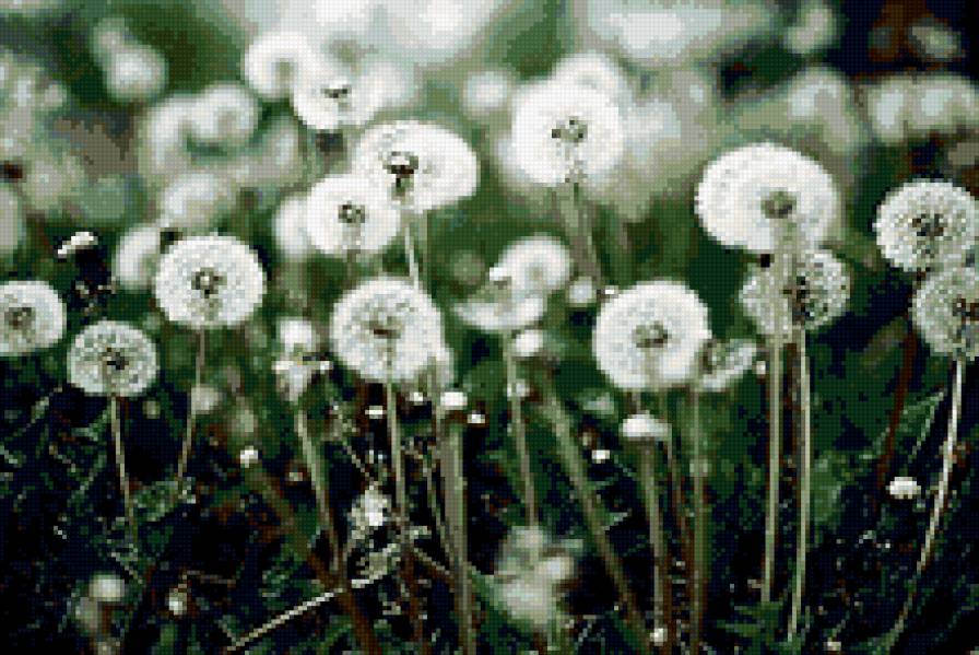 Одуванчики - цветы, природа, одуванчики - предпросмотр