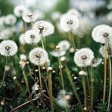 Схема вышивки «Одуванчики»