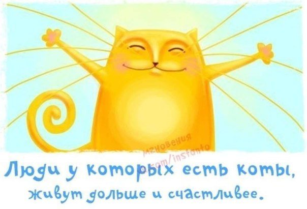 Кот - надпись, кот - оригинал