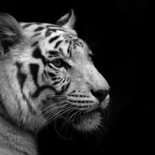 Схема вышивки «Белый тигр»