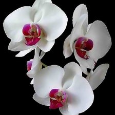 Орхидея