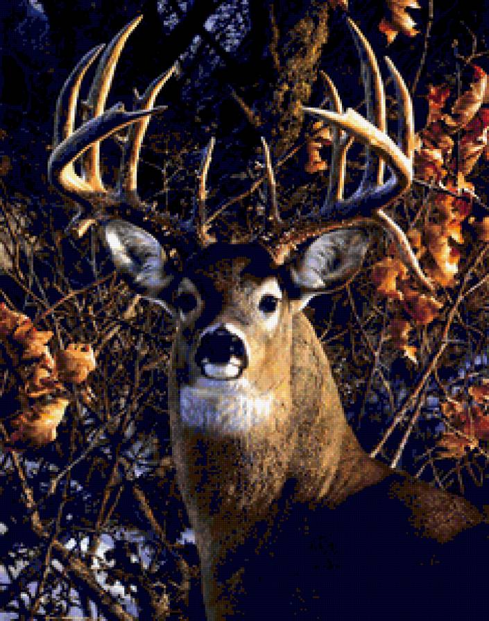 Благородный олень - природа, олени, животные - предпросмотр