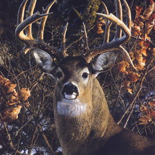 Схема вышивки «Благородный олень»