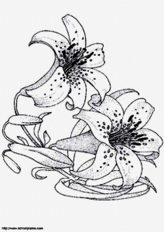 черно-белое - монохром, природа, натюрморт, подушки, цветы, лилии - предпросмотр