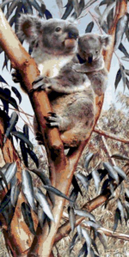 Коала. - природа, животные, мишки, коала.австралия - предпросмотр