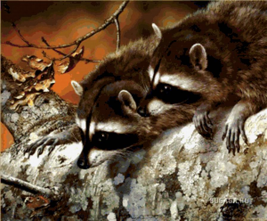 картина - еноты, природа, животные - предпросмотр