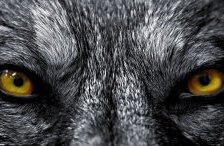 Схема вышивки «Взгляд воителя»