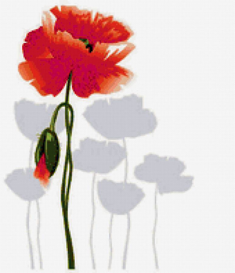 мак в тени - цветы - предпросмотр