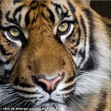 Схема вышивки «тигр»