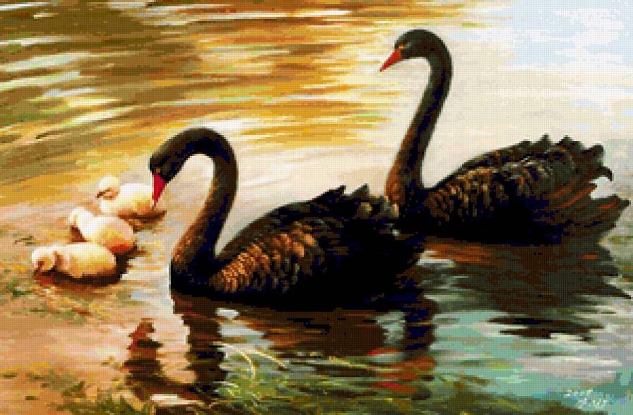 Семейство на прогулке. - лебеди, природа, птицы, черные лебеди - предпросмотр