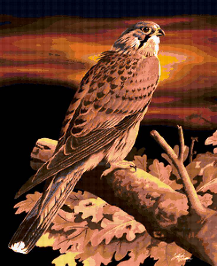 птица - хищники, птицы, ястреб, природа, монохром, картина - предпросмотр