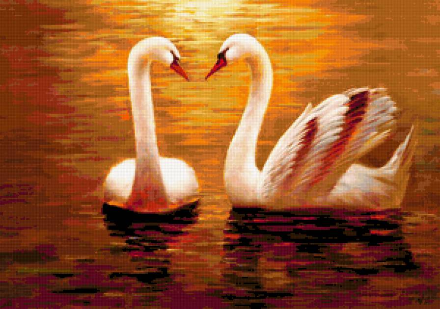 Пара лебедей. - птицы, природа, лебеди - предпросмотр