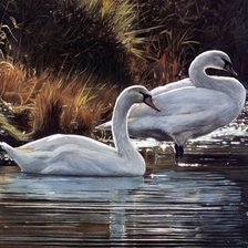 Схема вышивки «Лебеди»