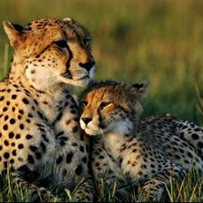 Схема вышивки «Гепарды»