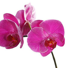 Схема вышивки «Цветы»