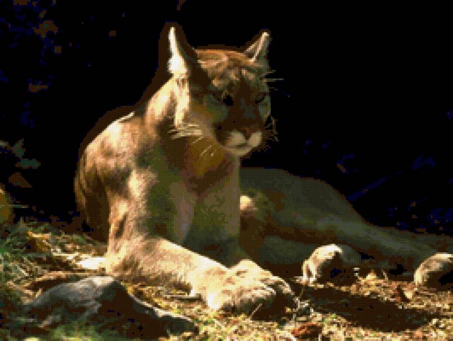 Пума - кошки - предпросмотр