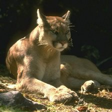 Схема вышивки «Пума»