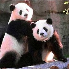 Схема вышивки «две панды»