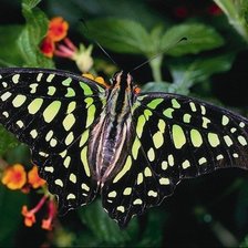 Схема вышивки «бабочка»