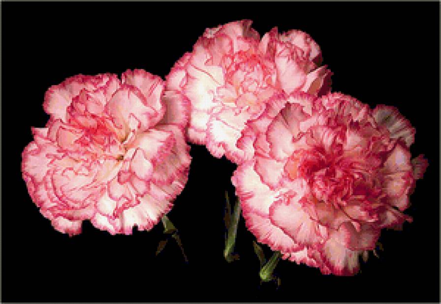 Гвоздики - цветы - предпросмотр