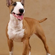 Схема вышивки «№217419»