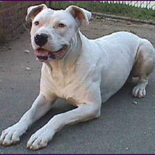 Схема вышивки «№217427»