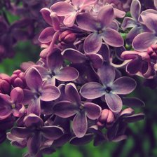 Схема вышивки «Куст сирени»