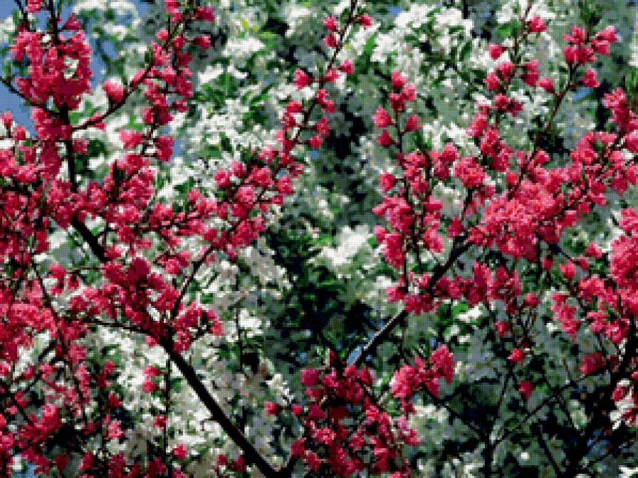 Весна в цветах - цветы - предпросмотр