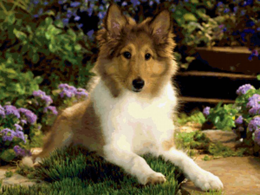 щенок колли - собаки - предпросмотр