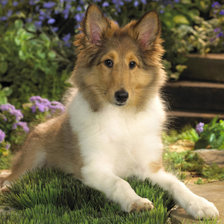 щенок колли