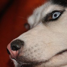 Схема вышивки «хаски»