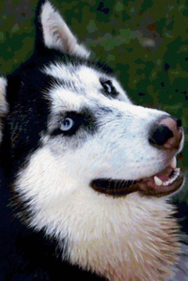 хаски - собаки - предпросмотр