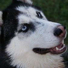 Схема вышивки «хаски»