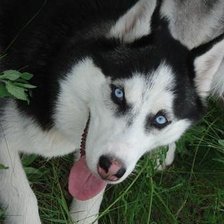 Схема вышивки «хаски»