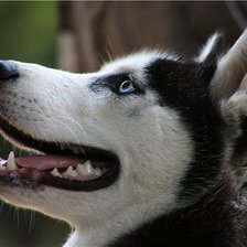 Схема вышивки «хаски»