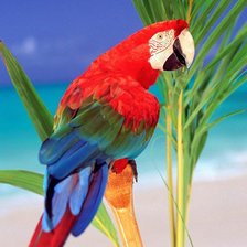 Схема вышивки «Попугай»