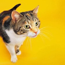 Схема вышивки «Котяра»