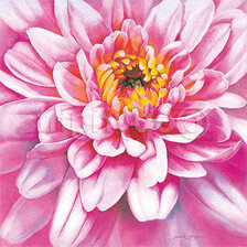 Схема вышивки «хризантема»